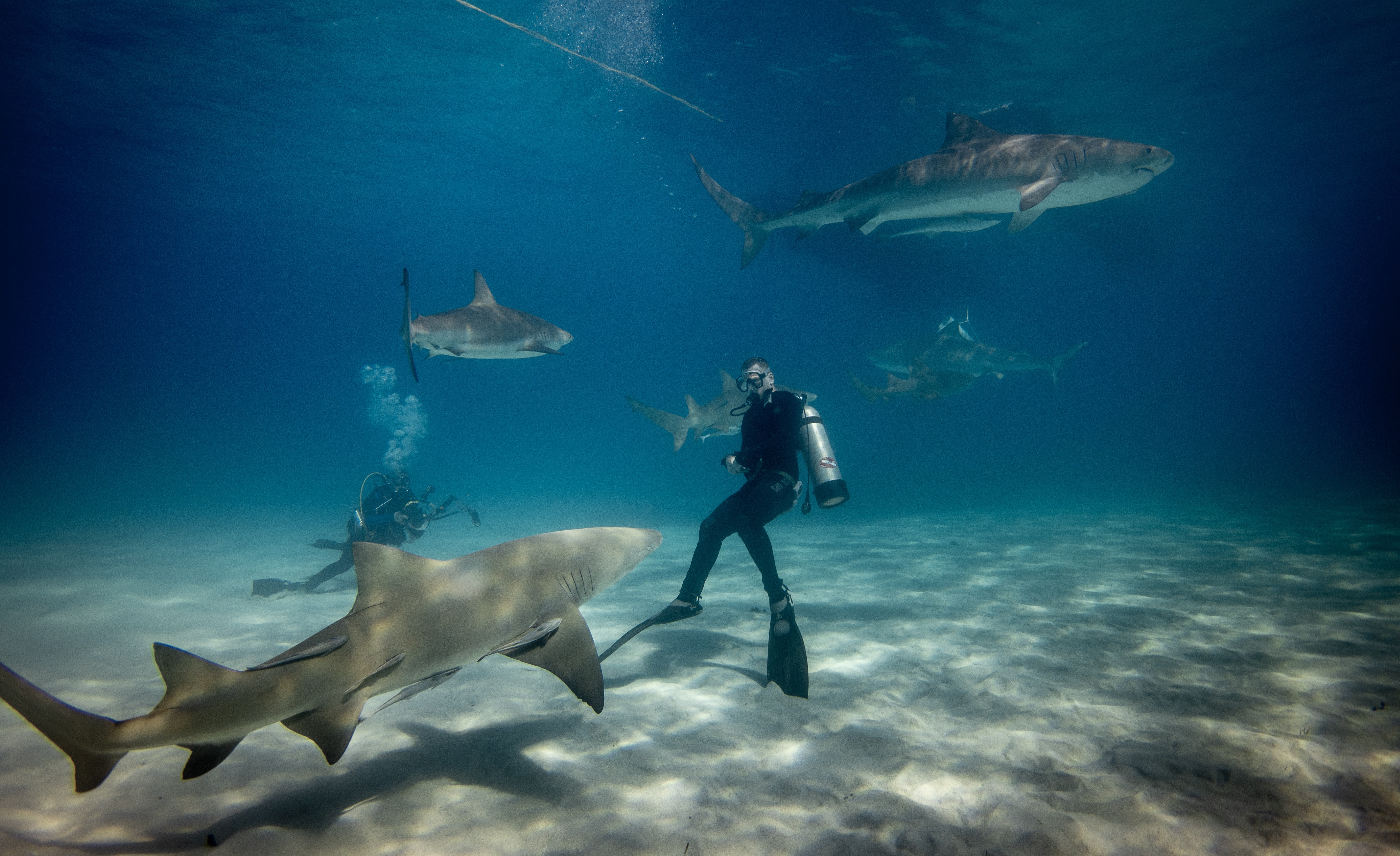 Scuba driving underwater with sharks